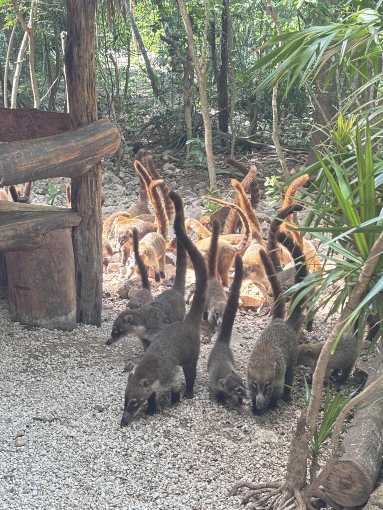 Wat te doen in Playa Del Carmen 78ad689f 5f62 4659 87d1 349c5612ab72