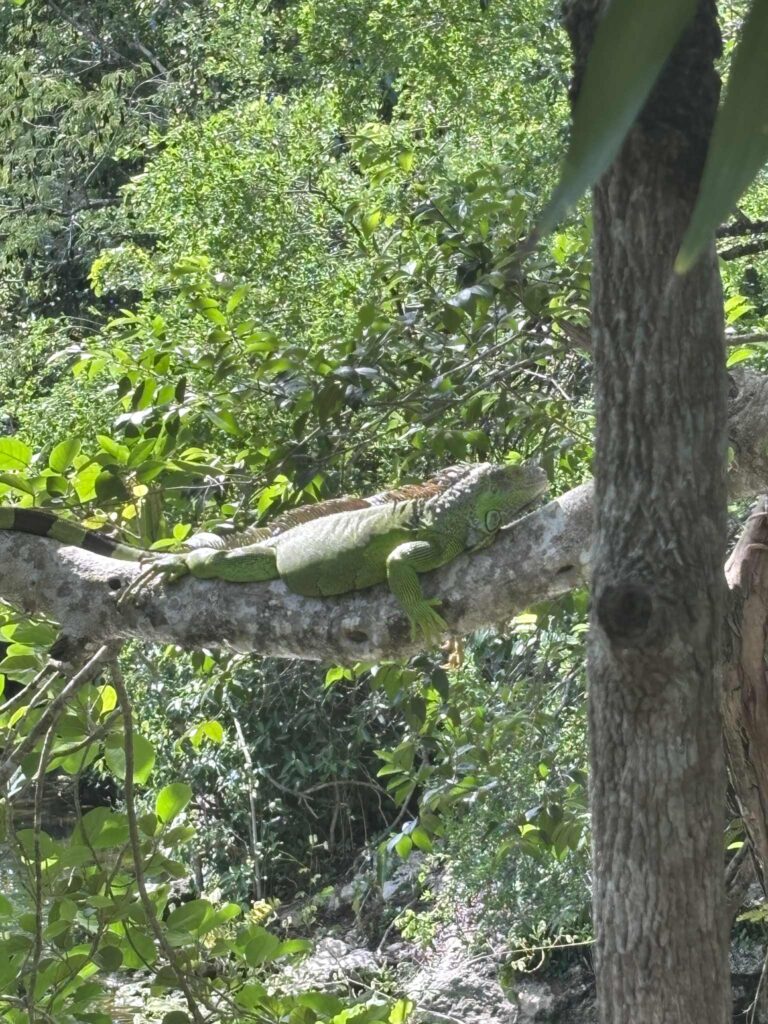 Wat te doen in Playa Del Carmen 7c44b5f6 3e8b 4648 8bca 86123cf89053