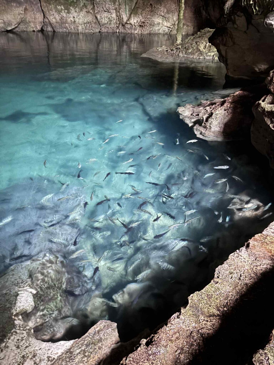 e8c1f87c db46 4a83 928f f522aca94f5f